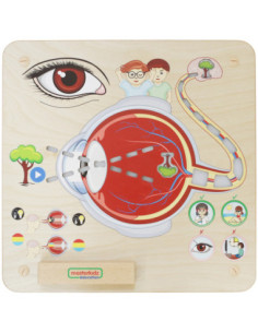 MASTERKIDZ Tablica Edukacyjna Zmysł Wzroku 2