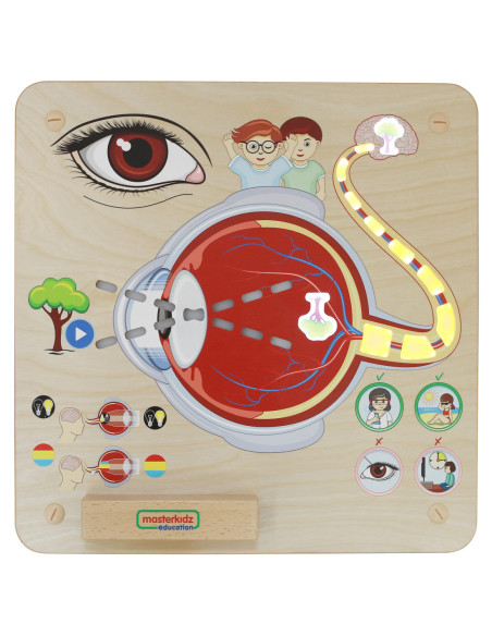 MASTERKIDZ Tablica Edukacyjna Zmysł Wzroku