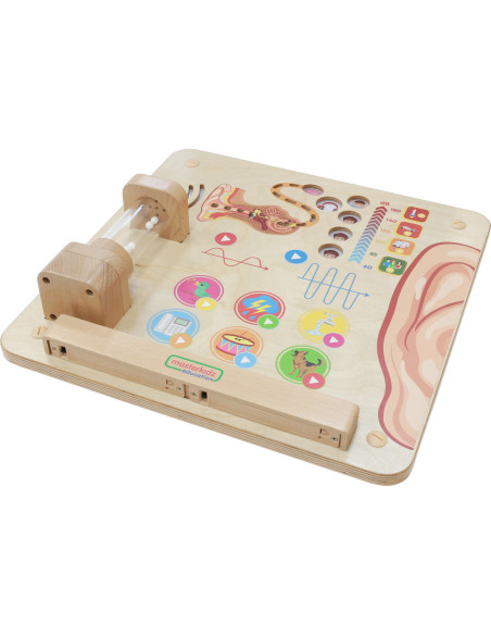 MASTERKIDZ Tablica Edukacyjna Zmysł Słuchu