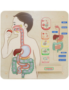 MASTERKIDZ Tablica Edukacyjna Układ Trawienny
