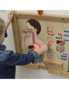 MASTERKIDZ Tablica Edukacyjna Układ Trawienny 2