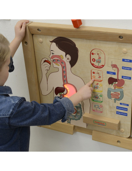 MASTERKIDZ Tablica Edukacyjna Układ Trawienny