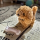 WOOPIE Piesek Interaktywny Pluszowy z Kością Pudel Husky