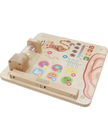 MASTERKIDZ Tablica Edukacyjna Zmysł Słuchu