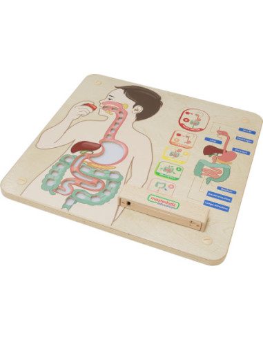 MASTERKIDZ Tablica Edukacyjna Układ Trawienny