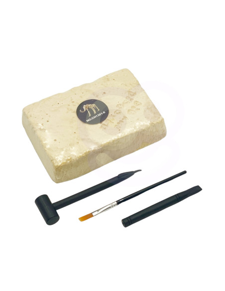 WOOPIE Zabawka Kreatywna Dinozaur Szkielet Wykopalisko Archeologiczne