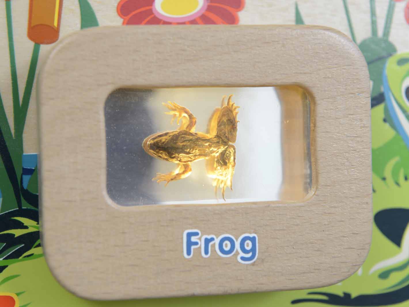 Tablica edukacyjna ścienna flex montessori cykl życia żaby