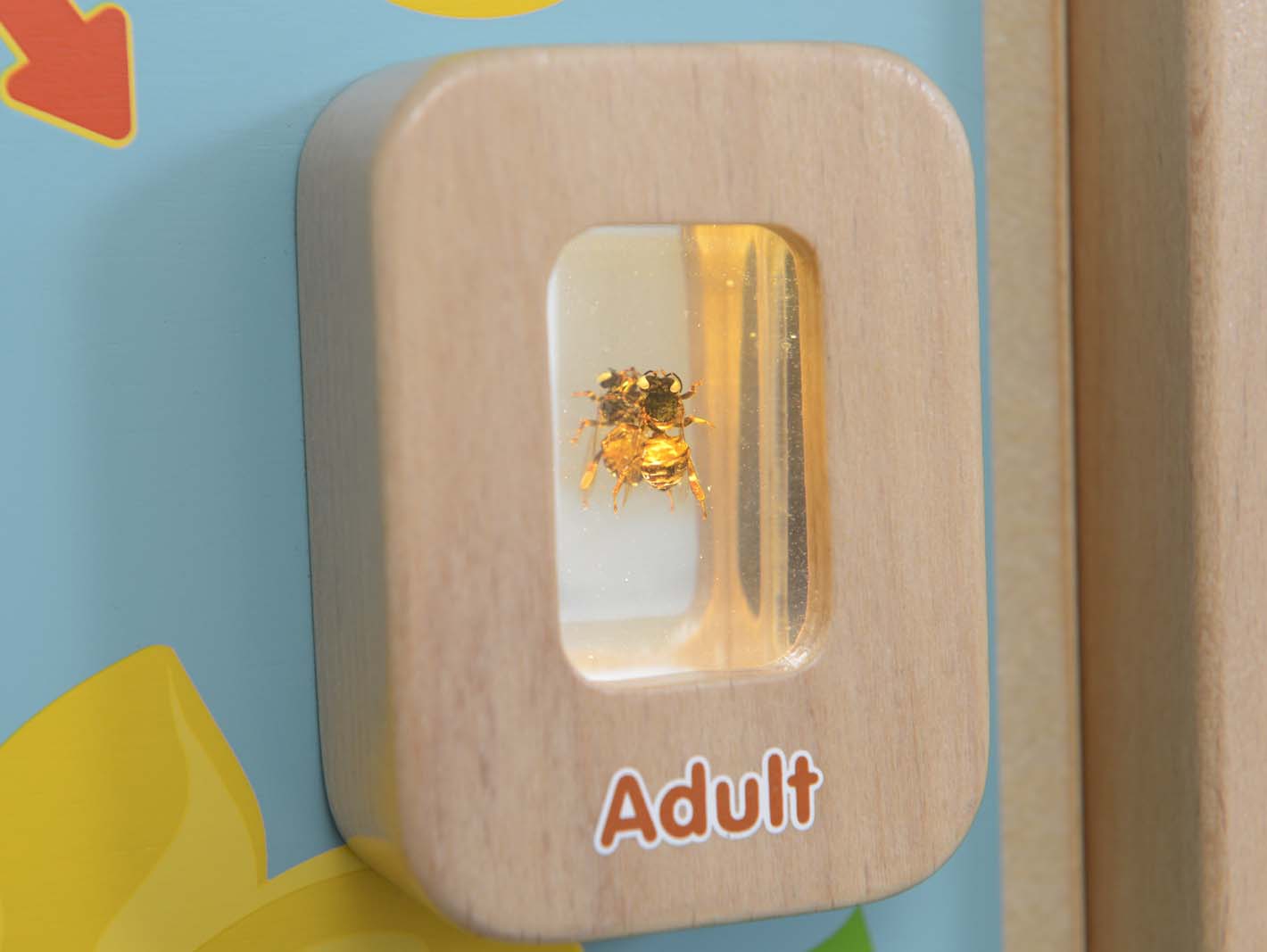 Cykl życia pszczoły ścienna tablica edukacyjna flex montessori