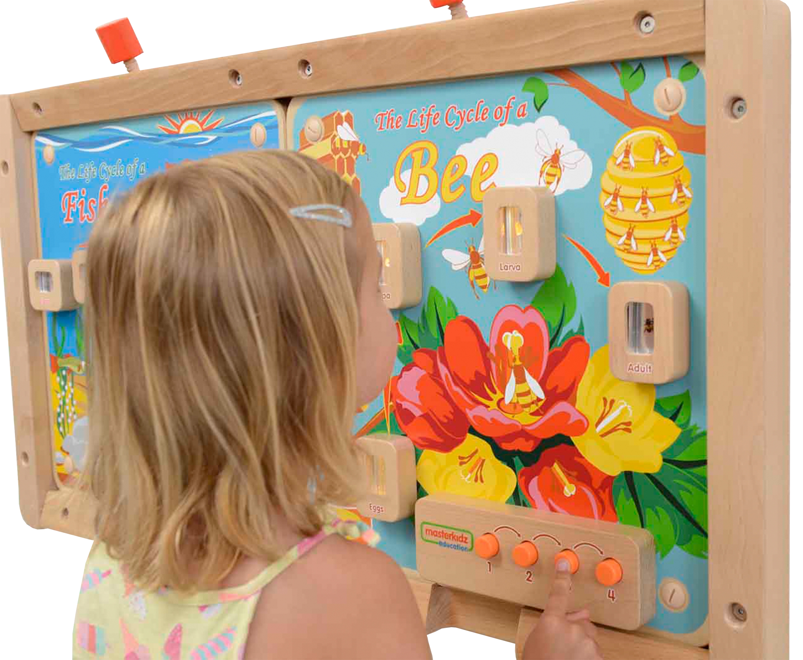Cykl życia pszczoły ścienna tablica edukacyjna flex montessori