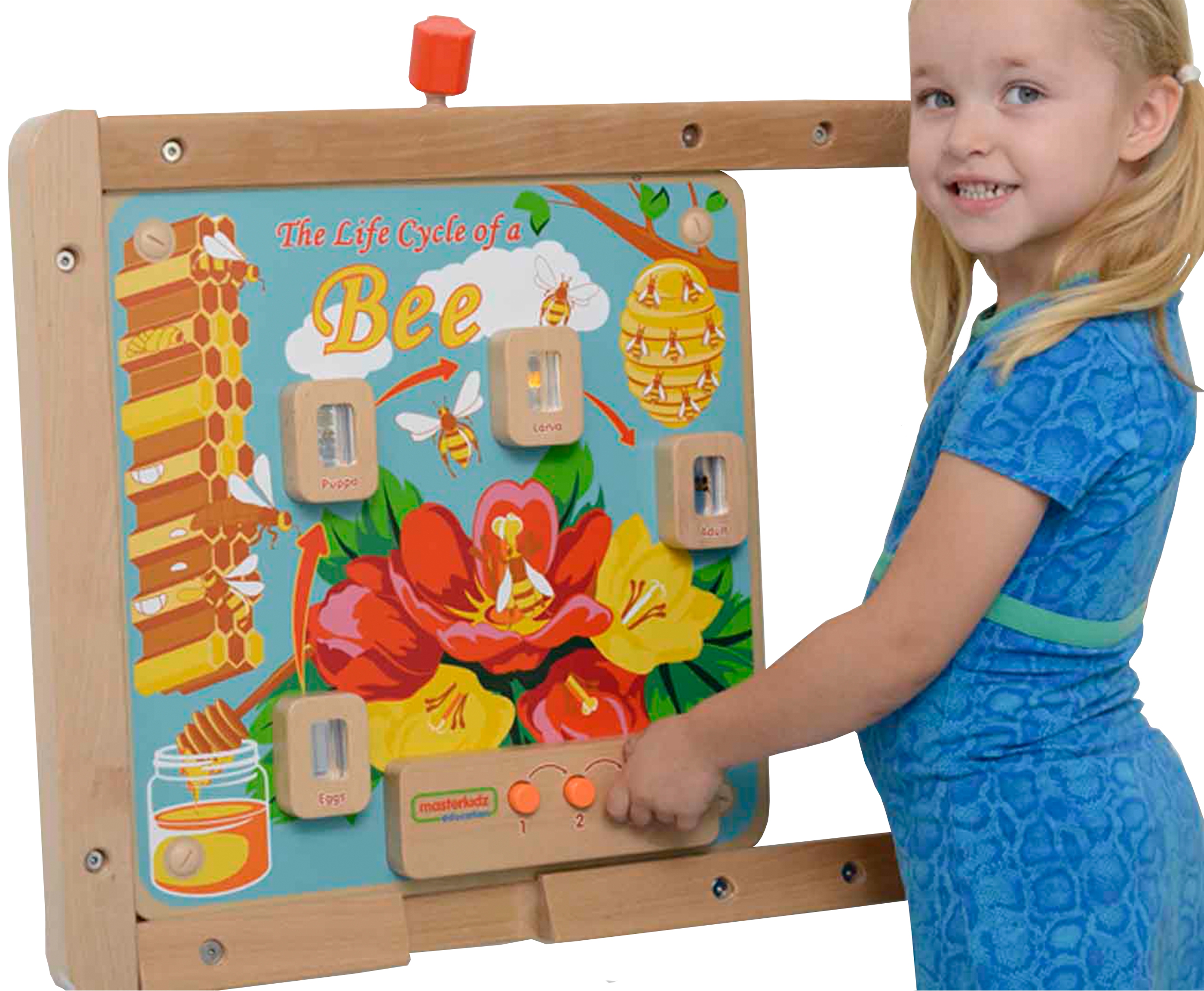 Cykl życia pszczoły ścienna tablica edukacyjna flex montessori