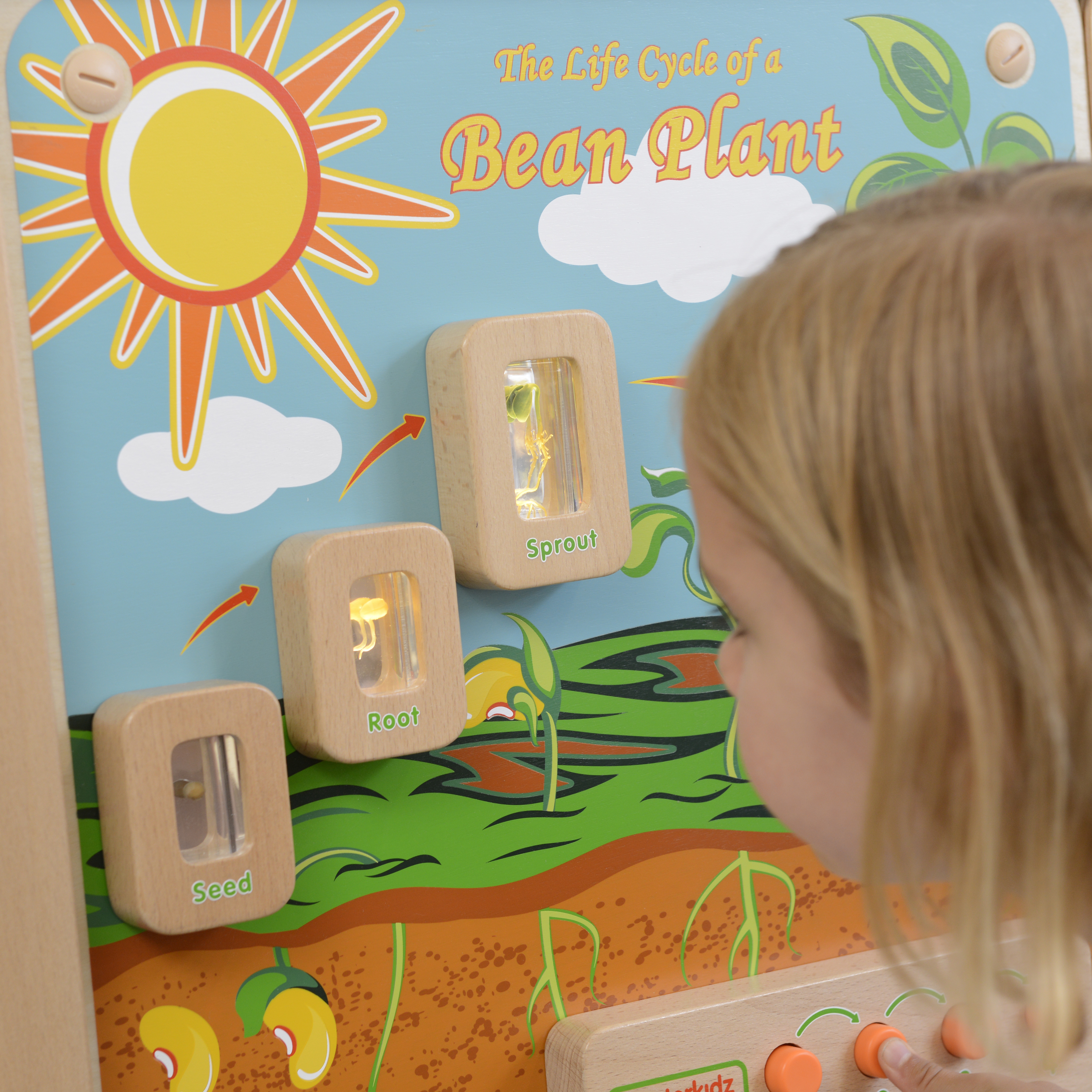 Cykl życia rośliny ścienna tablica edukacyjna flex