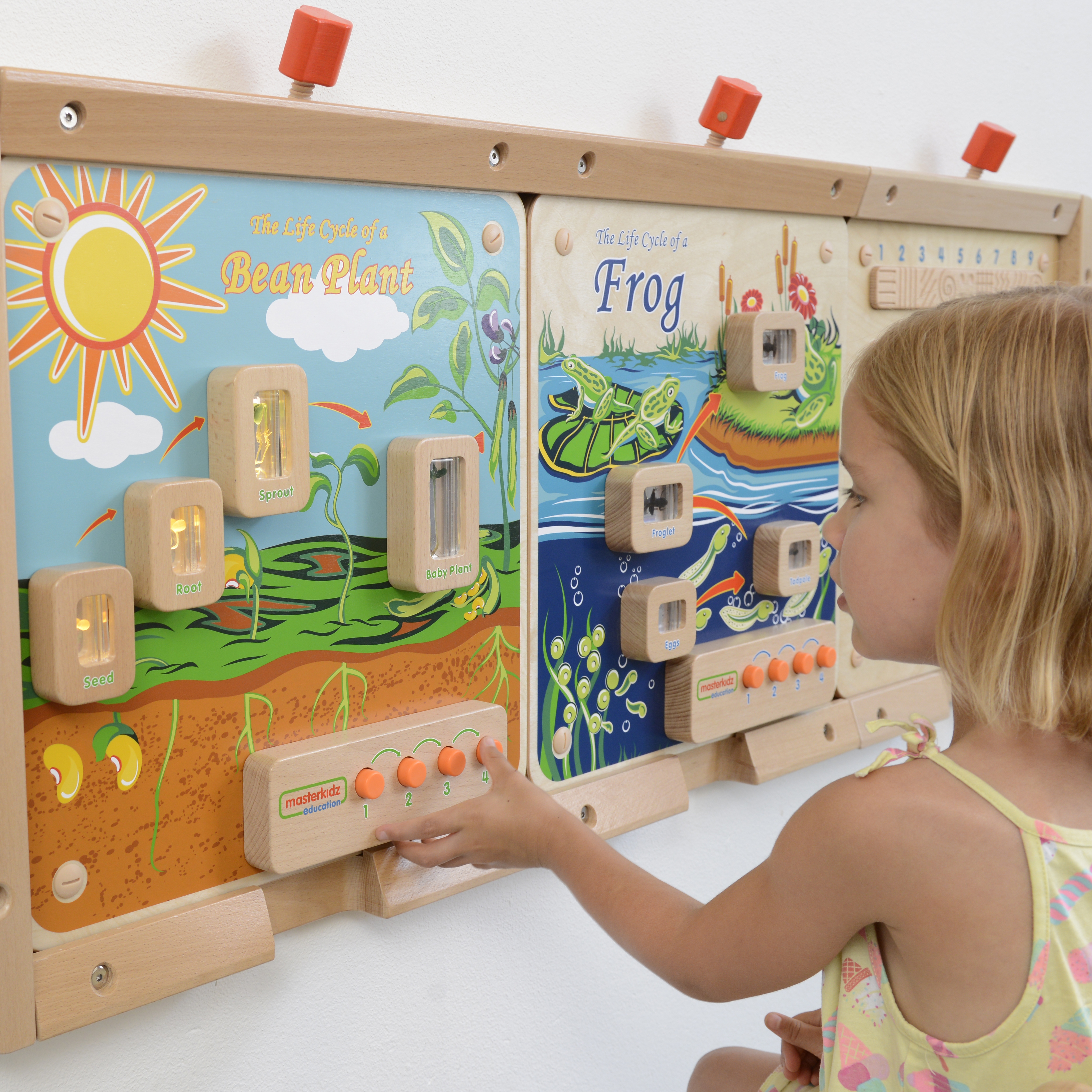 Cykl życia rośliny ścienna tablica edukacyjna flex