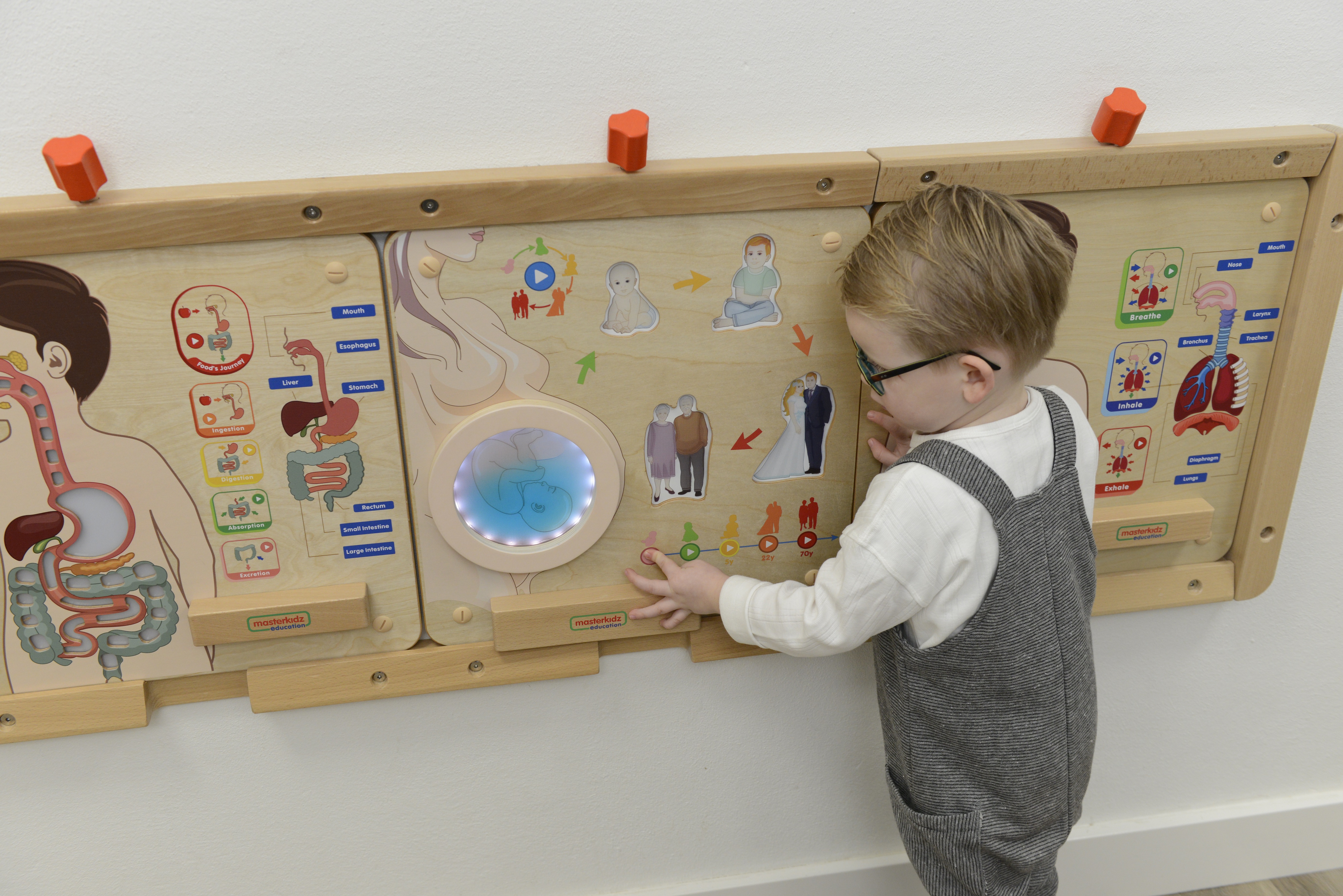 Tablica edukacyjna cykl życia człowieka montessori