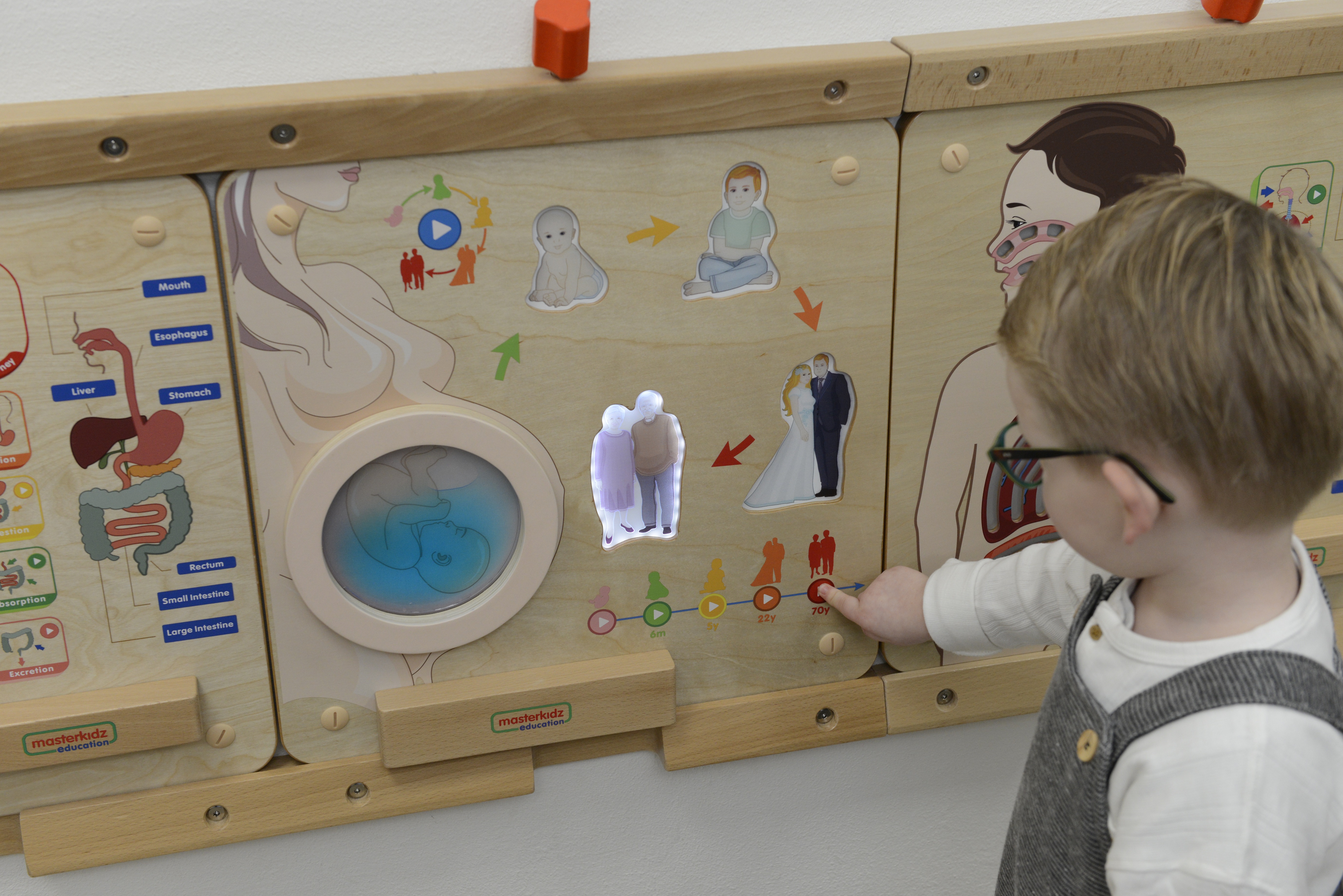 Tablica edukacyjna cykl życia człowieka montessori