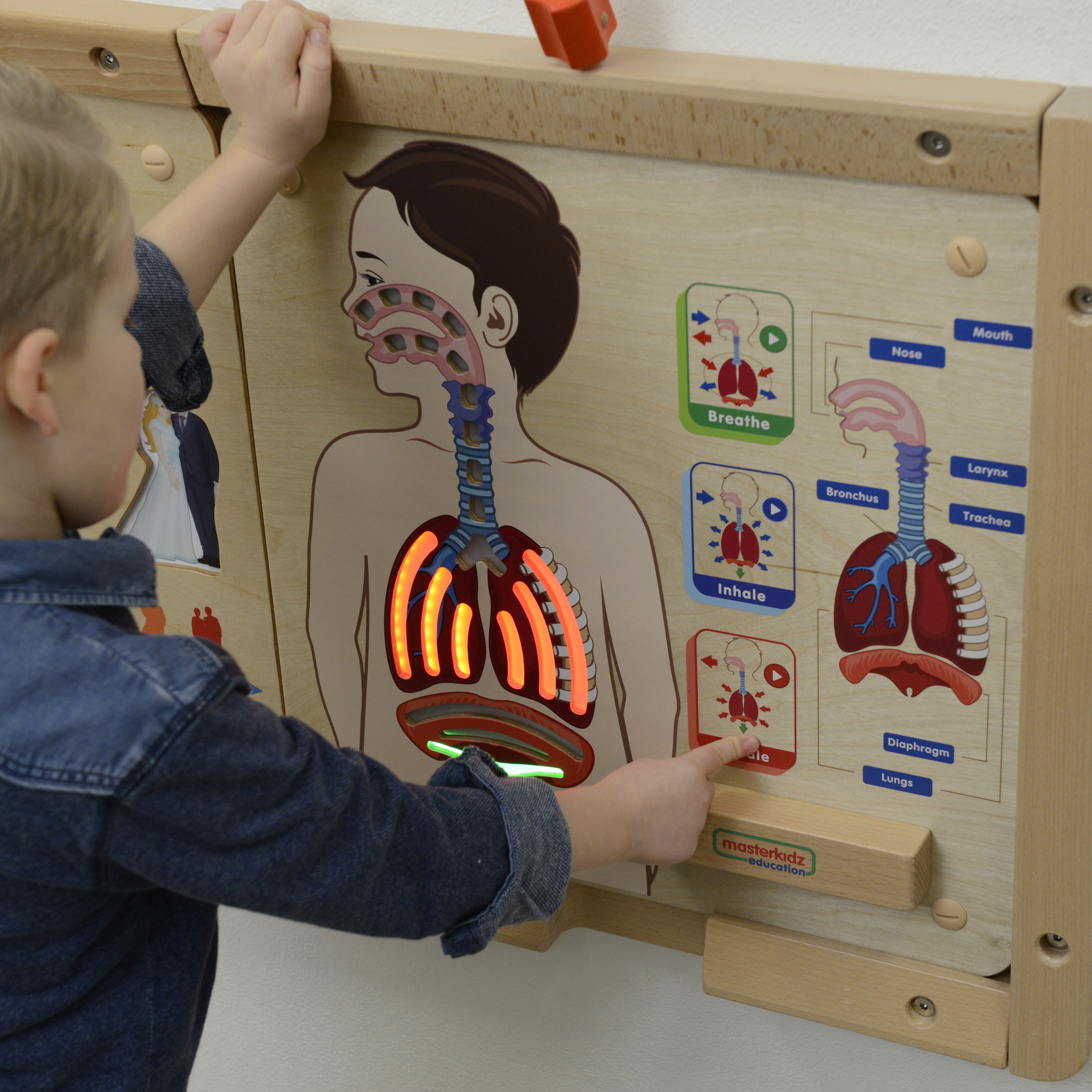 Tablica edukacyjna układ oddechowy montessori