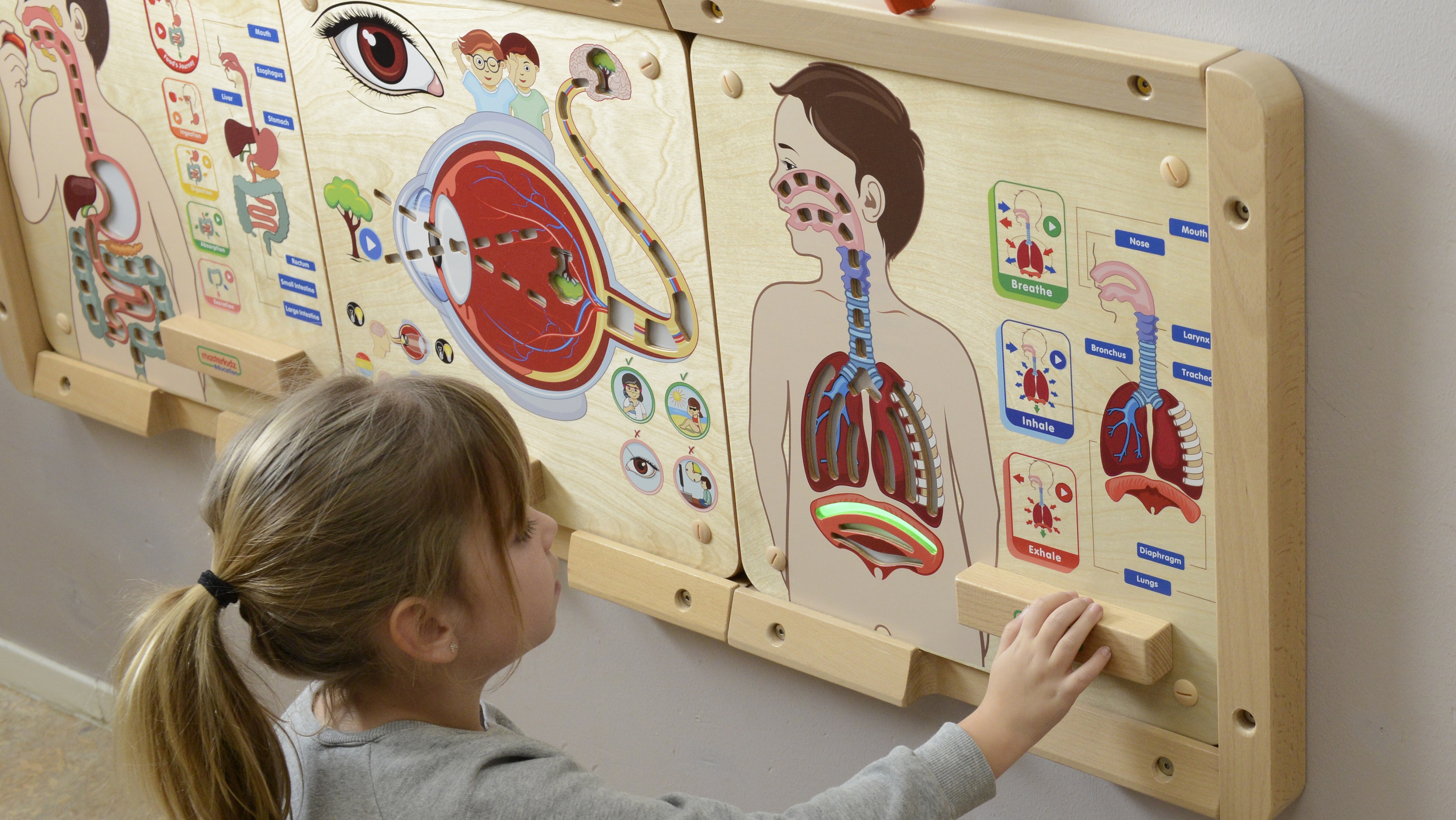 Tablica edukacyjna układ oddechowy montessori