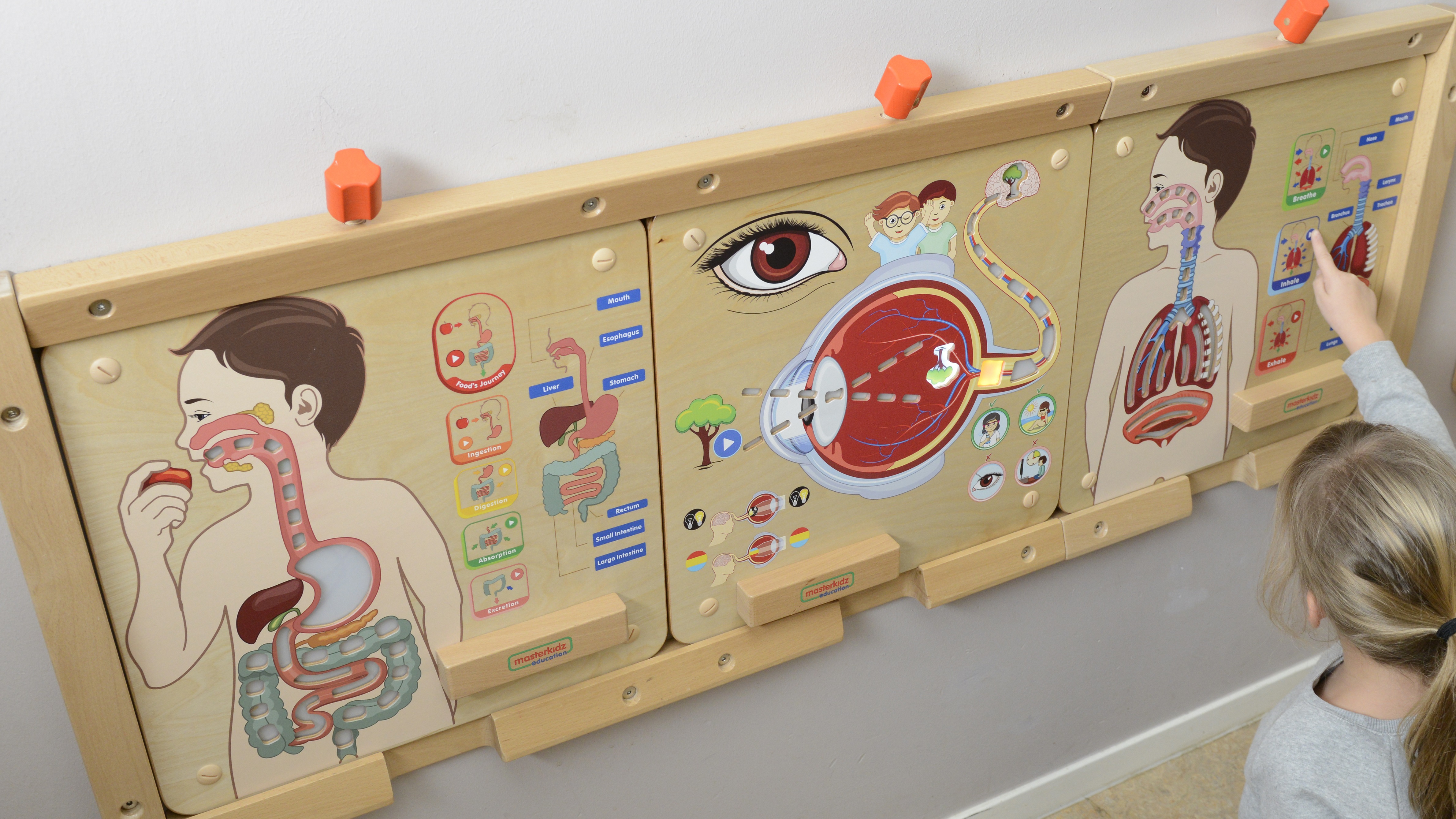 Tablica edukacyjna układ oddechowy montessori