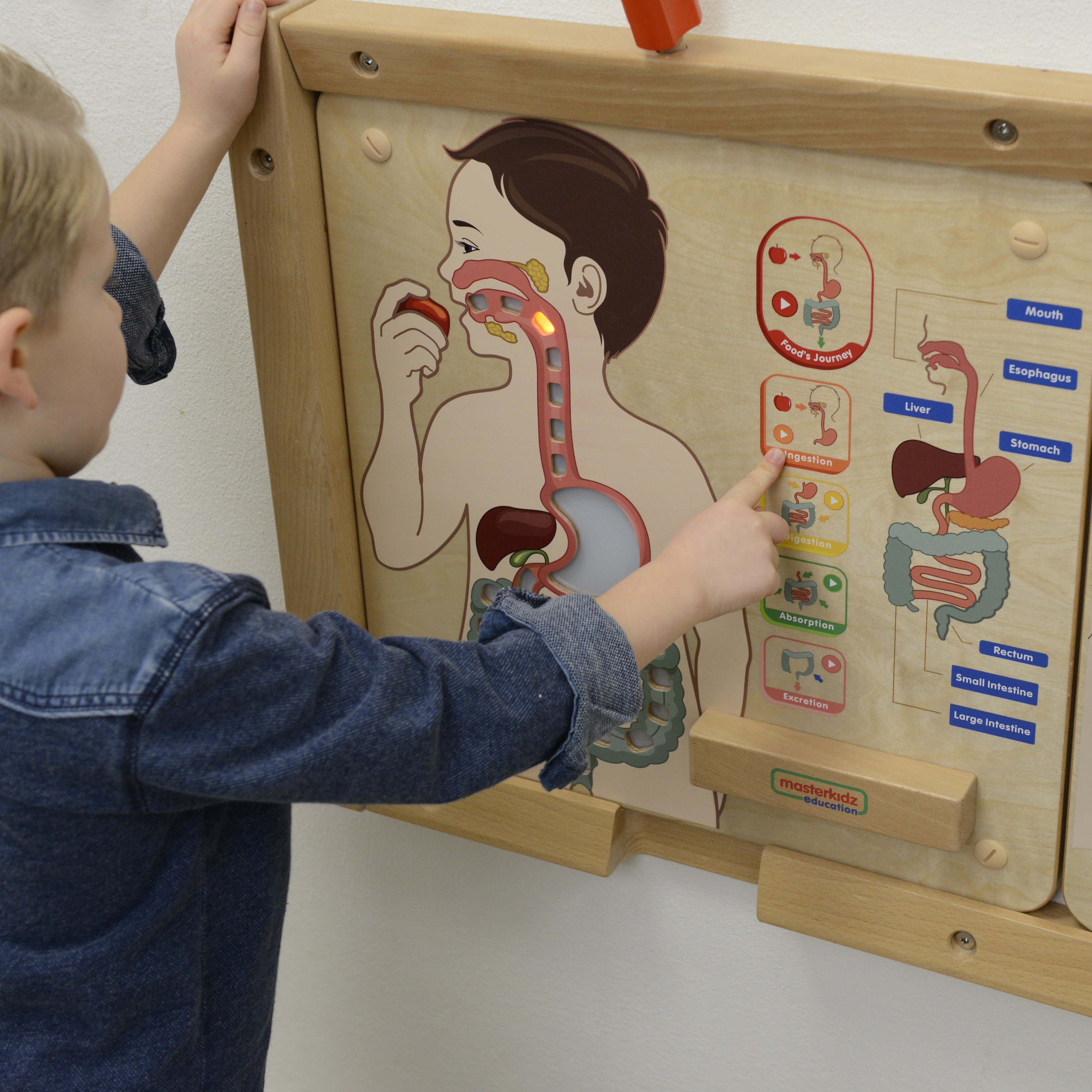 Tablica edukacyjna układ trawienny montessori