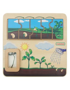 Masterkidz Bean Life Cycle Wooden Board - STEM Learning