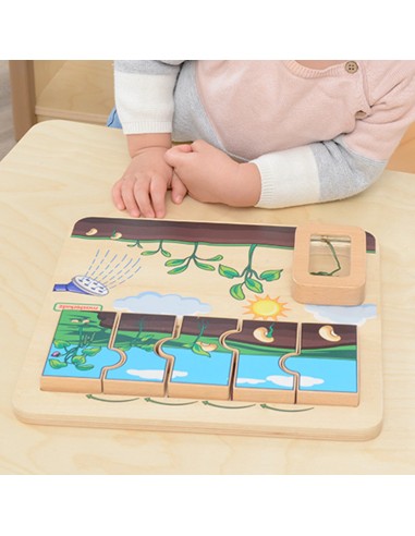 Masterkidz Bean Life Cycle Wooden Board - STEM Learning