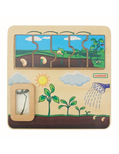 Masterkidz Bean Life Cycle Wooden Board - STEM Learning