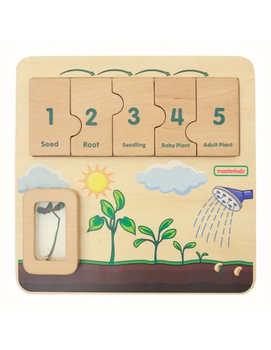 Masterkidz Bean Life Cycle Wooden Board - STEM Learning