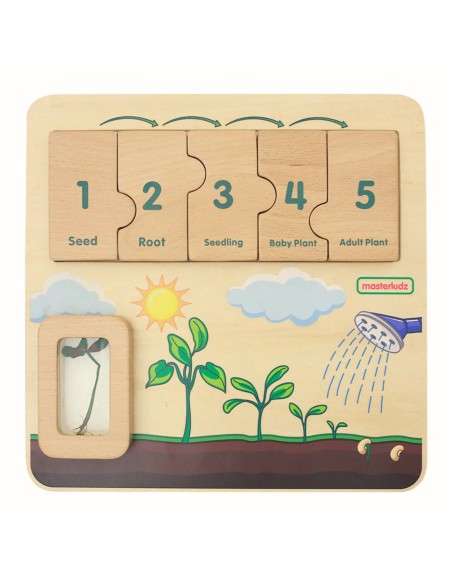 Masterkidz Bean Life Cycle Wooden Board - STEM Learning