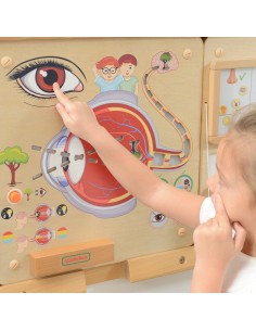 MASTERKIDZ Sense of Sight Board - Structure and Function of the Eye 2