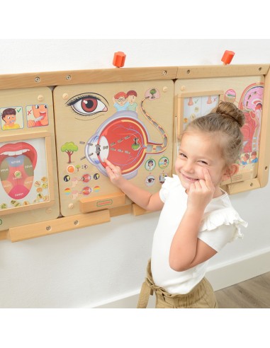 MASTERKIDZ Regėjimo pojūčio lenta – akies sandara ir funkcija