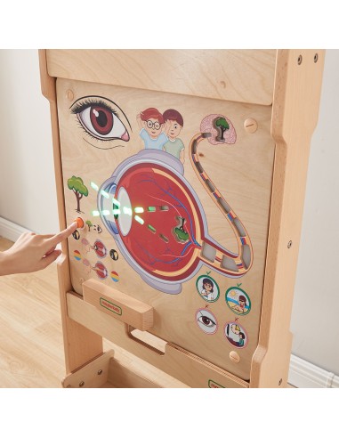 MASTERKIDZ Sense of Sight Board - Structure and Function of the Eye