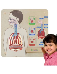 Bildungs-Tafel Atmungssystem Montessori MASTERKIDZ