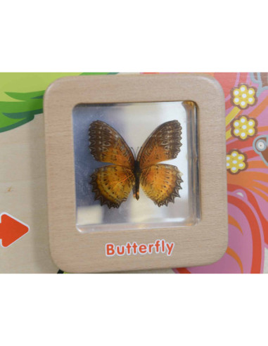 Cykl Życia Motylka Tablica Edukacyjna Masterkidz