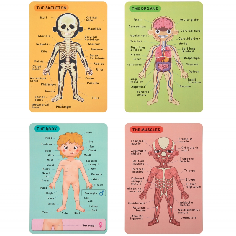 Tooky Toy Drewniane Puzzle Magnetyczne Nauka Anatomia Człowieka 78el.